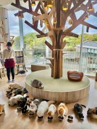 Cat Cafe MOCHA Harajuku