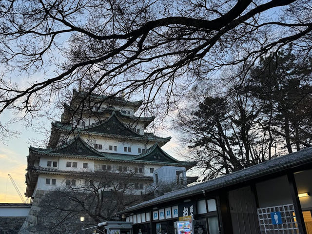 🌸名古屋城櫻花季🌸：粉嫩花海，預測花期查官網