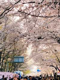 🌸 Ultimate cherry blossoms guide in Seoul 🌸