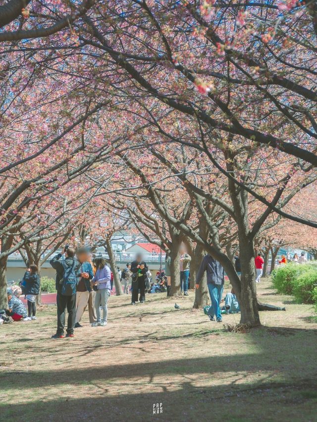 จุดชมซากุระสวยๆ ริมแม่น้ำ Sumida