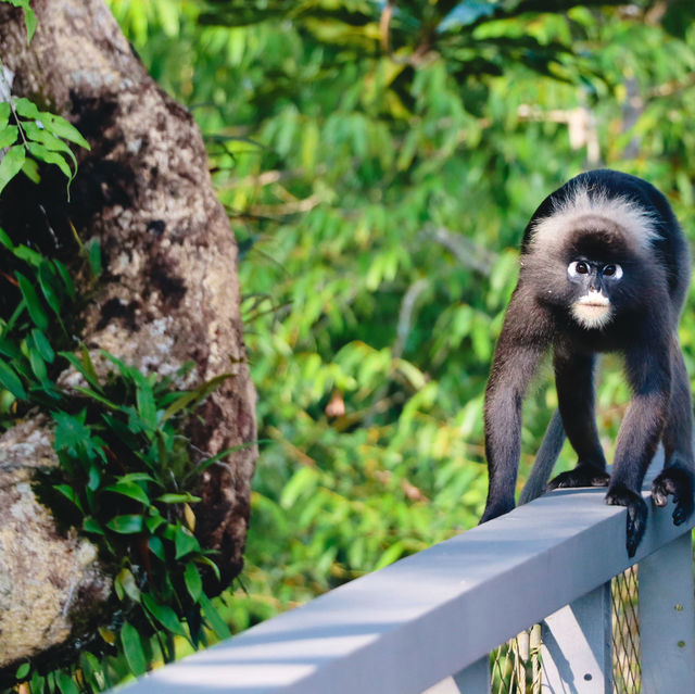 The Habitat Penang Hill