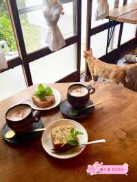 【福岡カフェ】猫がいるかわいい小さな森の中のカフェ