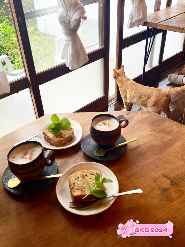 【福岡カフェ】猫がいるかわいい小さな森の中のカフェ