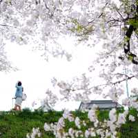 UNFORGETTABLE CHERRY BLOSSOM EXPERIENCE : JAPAN VERSION