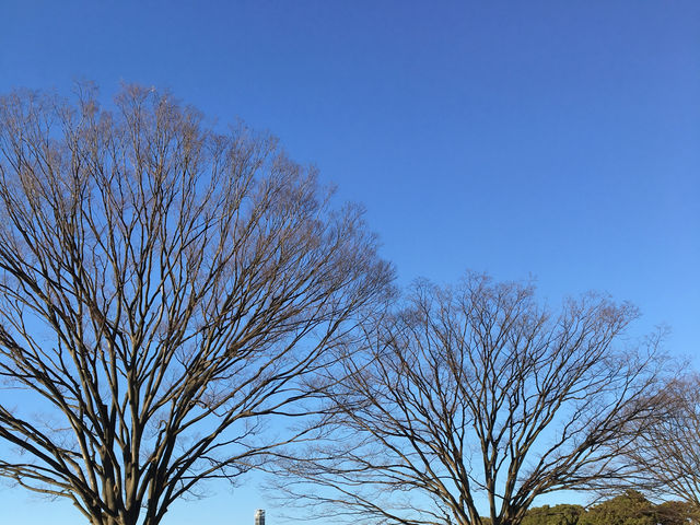 Charming Imperial Palace Garden in Tokyo 🇯🇵