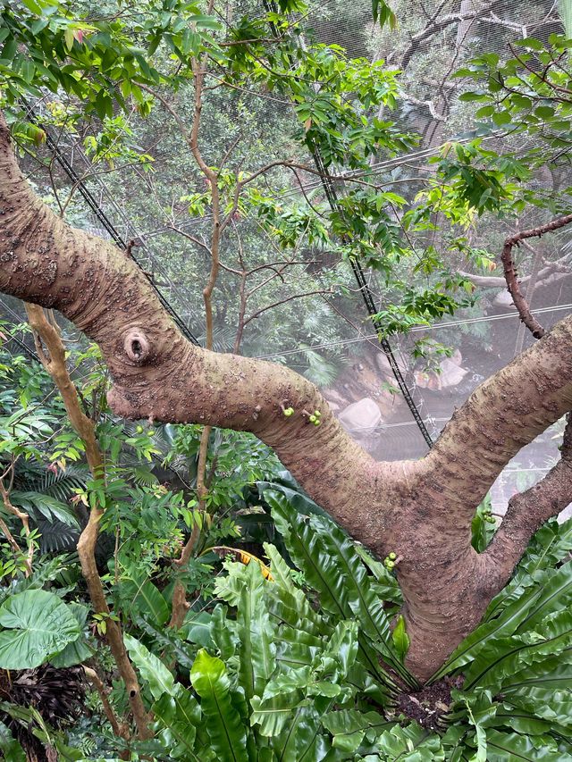 🌟春日探訪香港綠洲:尤德觀鳥園🌿 🌟春日探訪香港綠洲:尤德觀鳥園🌿