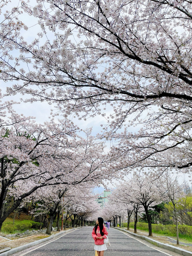 창원 태극기와 벚꽃을 함께 볼 수 있는 곳🇰🇷💗