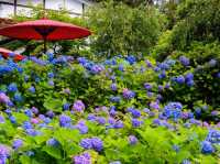 雲昌寺隱世繡球花花海