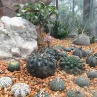 伊豆仙人掌公園：奇特仙人掌品種，絕對視覺體驗