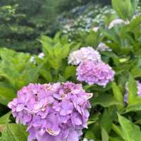 【福岡観光/自然】紫陽花