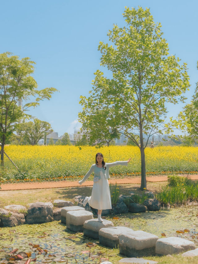 사람들 잘 모르는 서울 근교 유채꽃밭💛