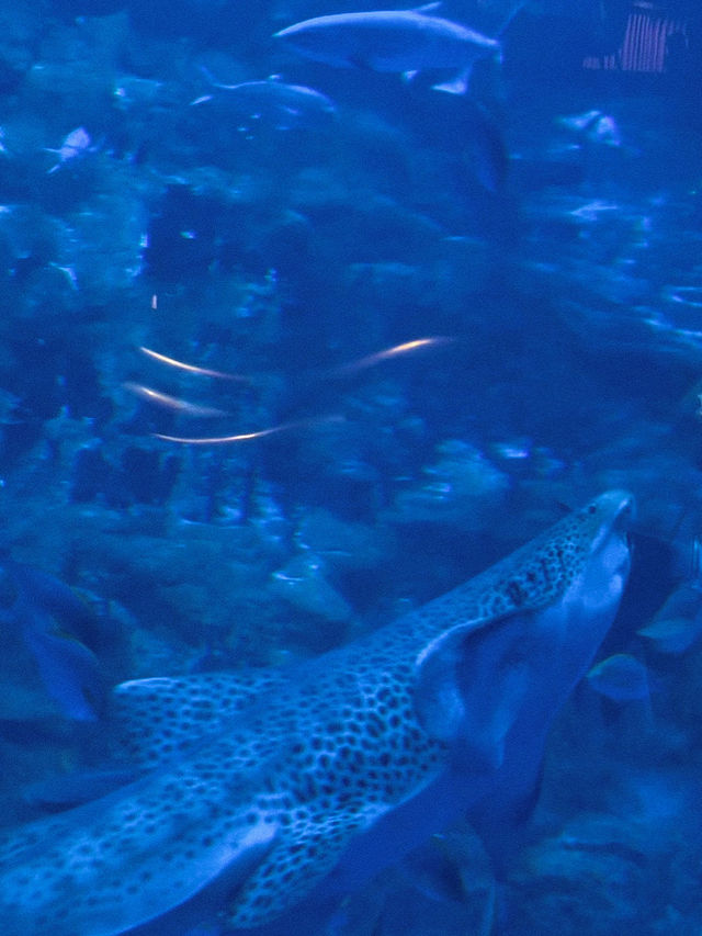 ท่องโลกใต้ทะเลที่ The Grand Aquarium Hong Kong 🐡