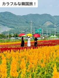 韓国でカラフルなお花と青空を楽しもう！🌸🇰🇷