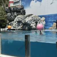 **標題：曼谷Safari World動物園遊玩全攻略**