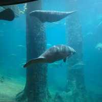 ไอเดียใหม่ ที่เที่ยวสิงคโปร์ river wonder