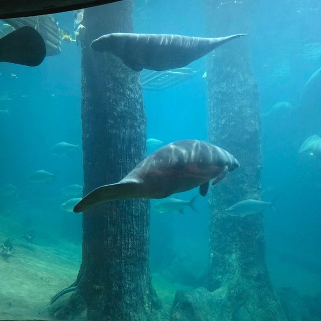 ไอเดียใหม่ ที่เที่ยวสิงคโปร์ river wonder