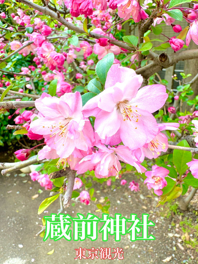 東京　東京観光　蔵前神社は台東区のパワースポット！
