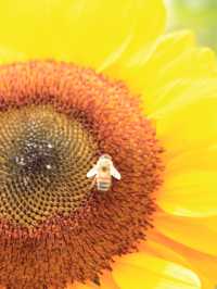 ˗ˏˋ まるでオランダ🇳🇱なひまわり畑🌻 ˎˊ˗