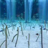 สำรวจโลกใต้น้ำใจกลางโตเกียวที่ Sumida Aquarium 🪼