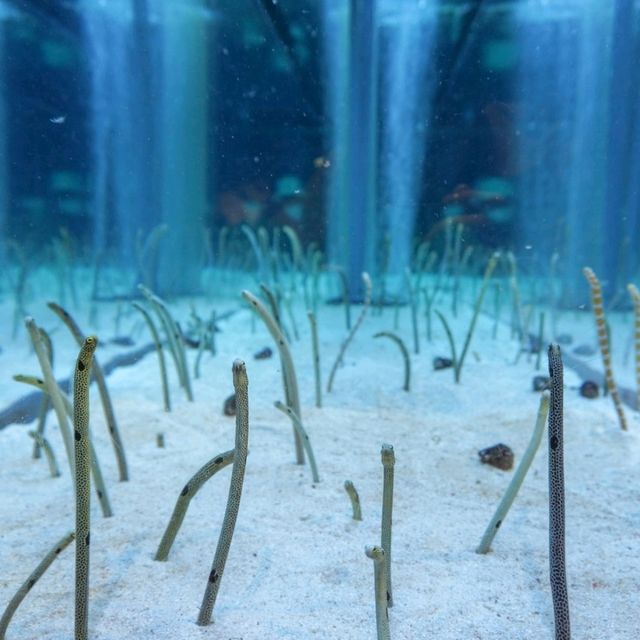 สำรวจโลกใต้น้ำใจกลางโตเกียวที่ Sumida Aquarium 🪼