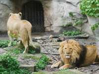 《動物園》【上海動物園】環境優美,攝影愛好者必去!