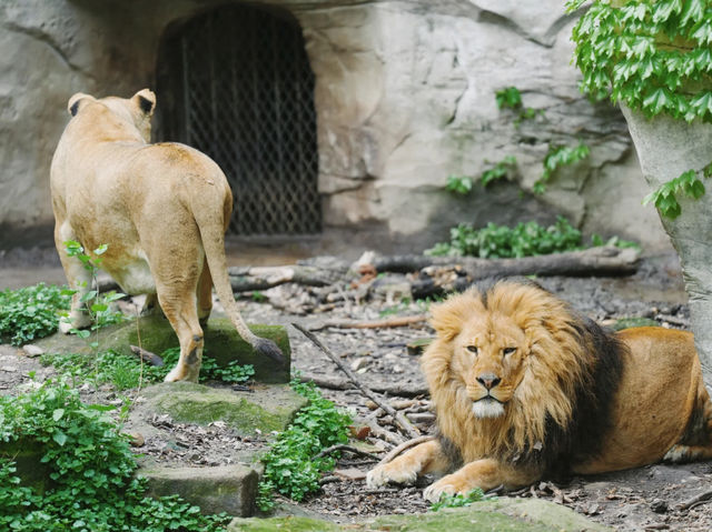 《動物園》【上海動物園】環境優美,攝影愛好者必去! 《動物園》【上海動物園】環境優美,攝影愛好者必去!