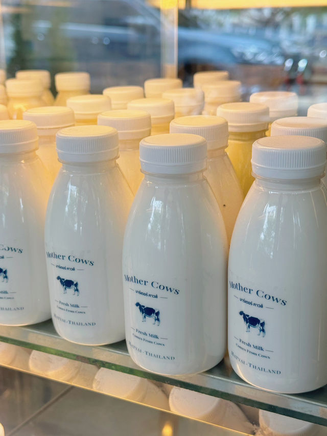Mother Cows.เมืองทองธานี 🍶🤍🐄💙