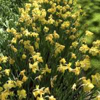 "Keukenhof: A Floral Wonderland for Flower Lovers"