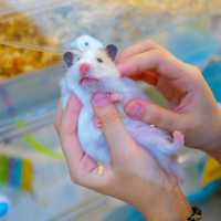 A Hamster Haven, Penang:  A Furry Adventure: Hamcup Cafe