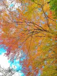Autumn in Takayama 🍁🍂