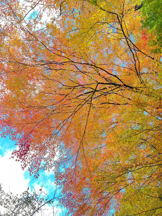 Autumn in Takayama 🍁🍂