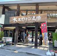 ร้านขายวาซาบิ Daio Wasabi Farm จ.นากาโนะ