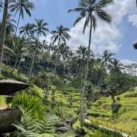 Bali - the best Getaway 🏝️