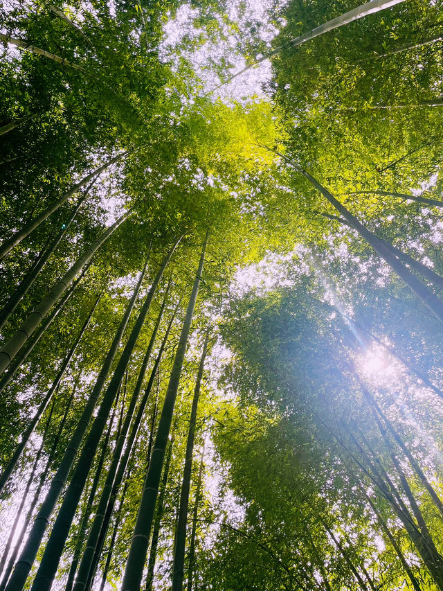 【神奈川県/北鎌倉　秋の明月院も趣がある庭園や風景を堪能できてオススメ！】