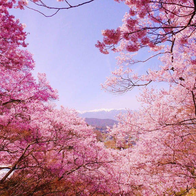 【長野/伊那】絶景の桜！高遠城址公園