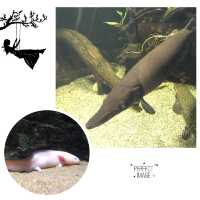 不一樣的水中世界：63大廈水族館