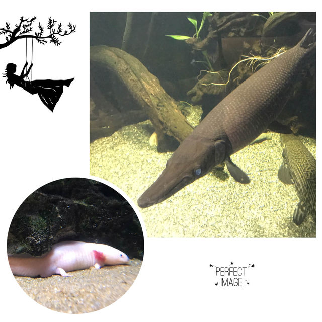 不一樣的水中世界：63大廈水族館