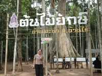 เที่ยวต้นไม้ยักษ์ บ้านไร่ จ.อุทัยธานี