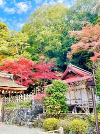 【京都府】白兎が可愛い