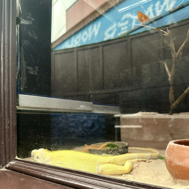 นอกจากโลกใต้ทะเล🦎ยังมีโลกของสัตว์เลื้อนคลานด้วย