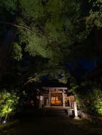 期間限定🦋💙ྀིいまだけ青く照らされるお寺 幻想的な青岸寺🐯♡光明の灯り