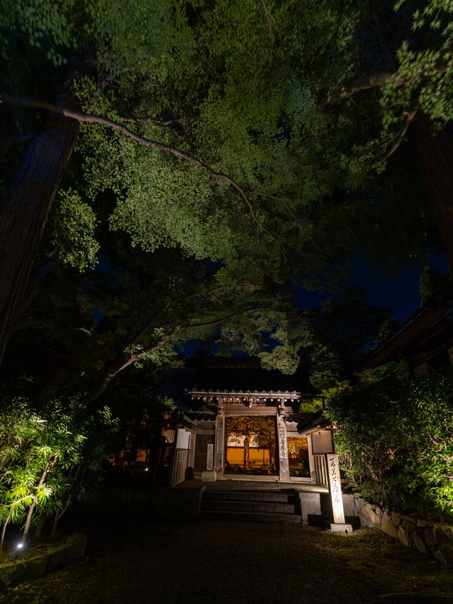 期間限定🦋💙ྀིいまだけ青く照らされるお寺 幻想的な青岸寺🐯♡光明の灯り