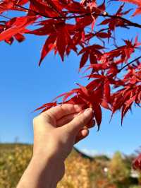 Autumn Bliss at Makomanai Takino Cemetery 🍁