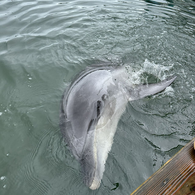 天草水族館海豚體驗活動🐬🐳🐋