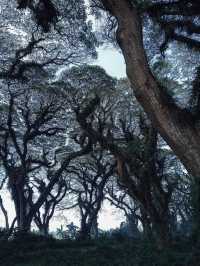 De Djawatan Forest