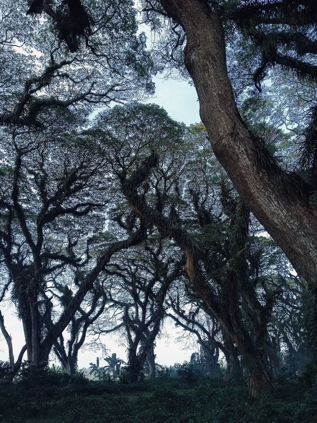 De Djawatan Forest