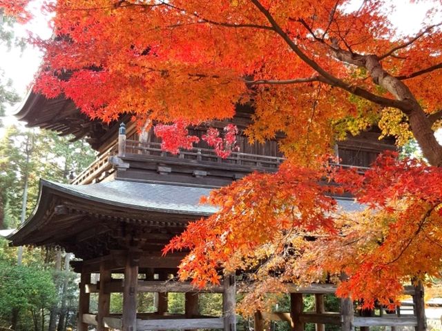 A autumn foliage at Engaku-ji, Kamakura