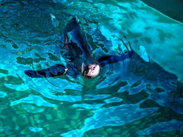 Aquarium สวนสัตว์เขาเขียว โชว์ช้างว่ายน้ำ 