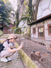 馬來西亞城市の農場像熱帶叢林，動物們像在比誰更可愛的動物園！