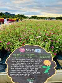 가을 꽃 총 집합 장소